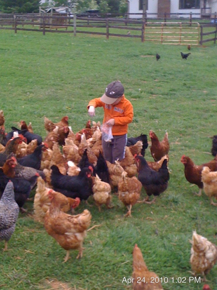 Feeding chickens at Chicama Run Farm