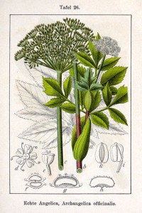 Angelica-botanical-2